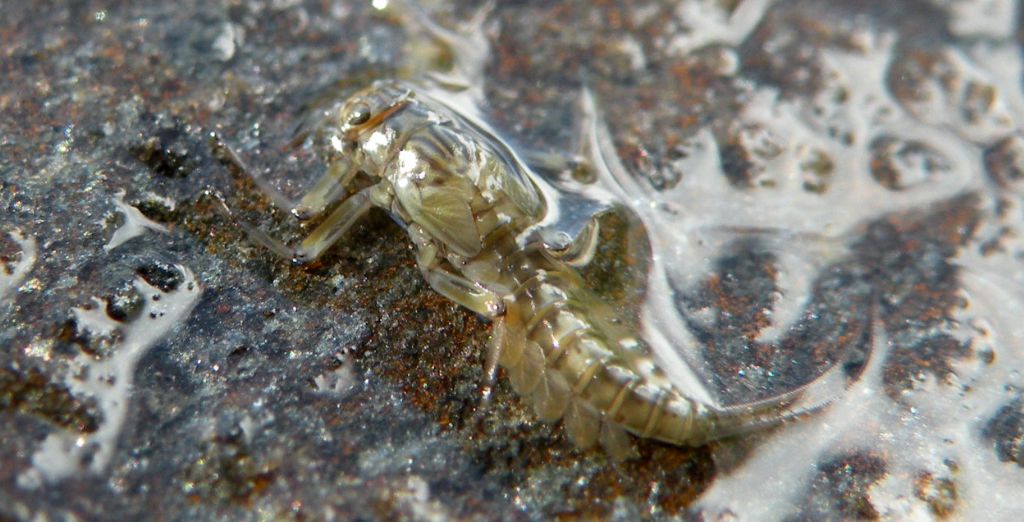 Larva di Epeorus?